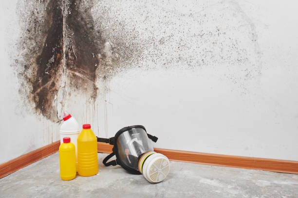 Best Mold Testing  in Sartell, MN