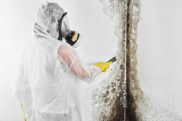 Best Residential Mold Removal  in Sartell, MN