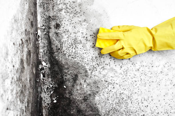 Best Office Mold Removal Services  in Sartell, MN