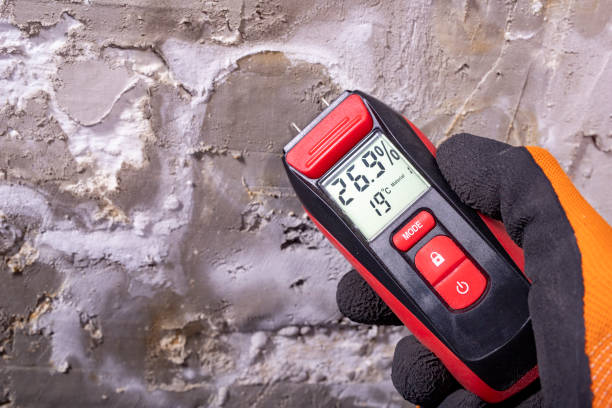 Best Attic Mold Removal  in Sartell, MN