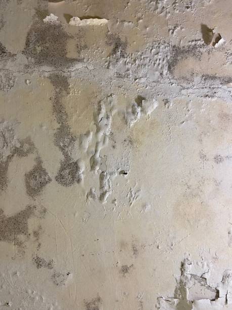 Office Mold Removal Services in Sartell, MN