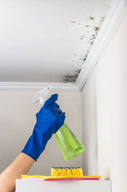 Best Black Mold Removal  in Sartell, MN